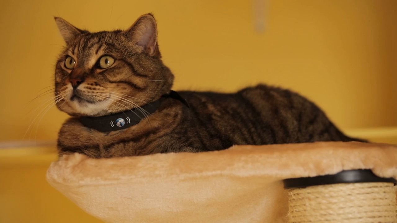 Cat wearing IoT collar device
